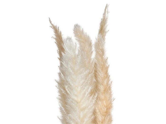 atmosphera-dried-natural-pampa-grass-stem-ivory-65cm