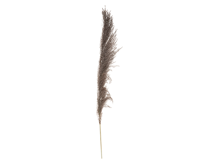 atmosphera-dried-natural-pampa-grass-brown-110cm