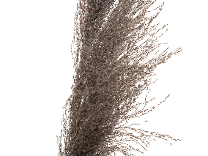 atmosphera-dried-natural-pampa-grass-brown-110cm