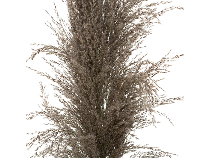 atmosphera-dried-natural-pampa-grass-brown-110cm