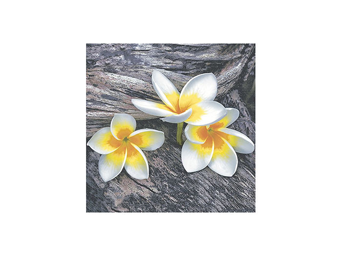 susy-card-3-ply-napkins-orchids-design-33cm-x-33cm-pack-of-20-pieces