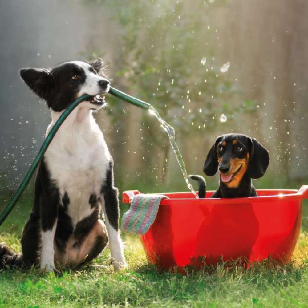 funny-dog-birthday-greeting-card