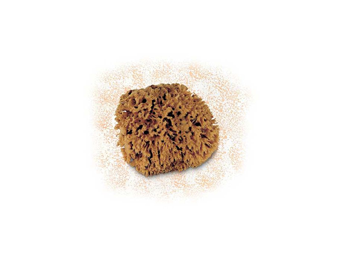 cinghiale-natural-marine-sponge