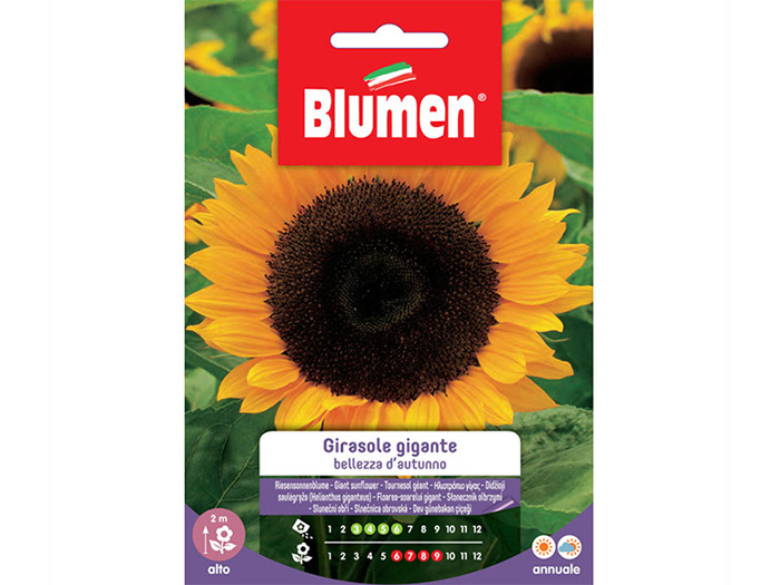 blumen-giant-sunflower-seeds-autumn-beauty-in-bag