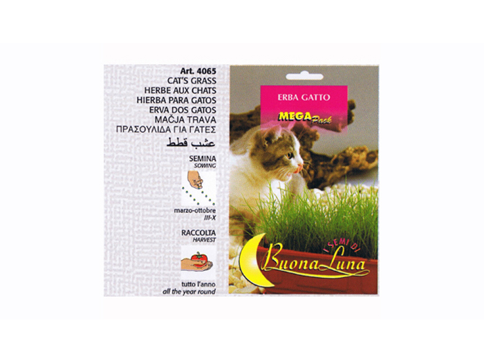 cat-grass-seeds