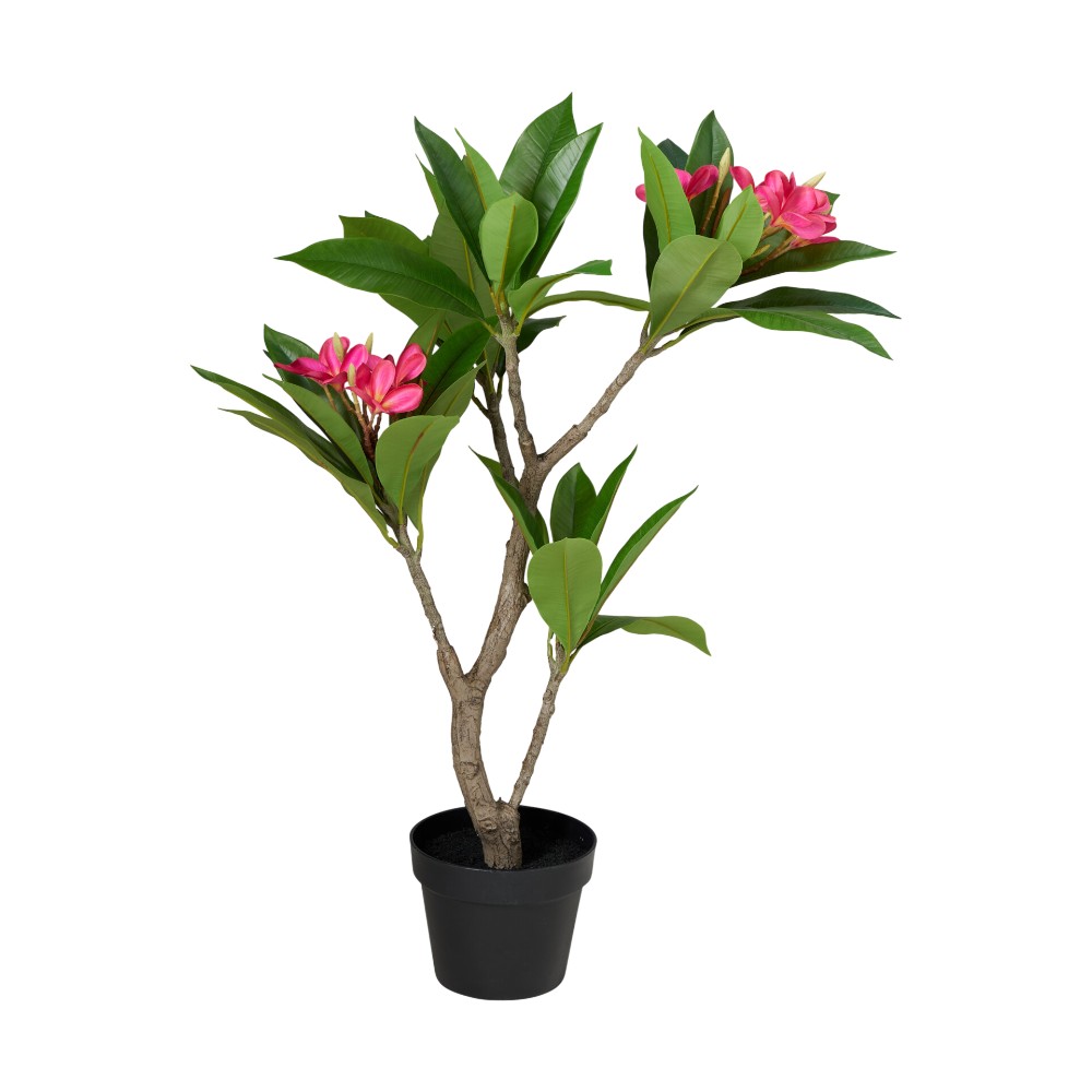plant-in-pot-50-cm-x-90-cm-pink
