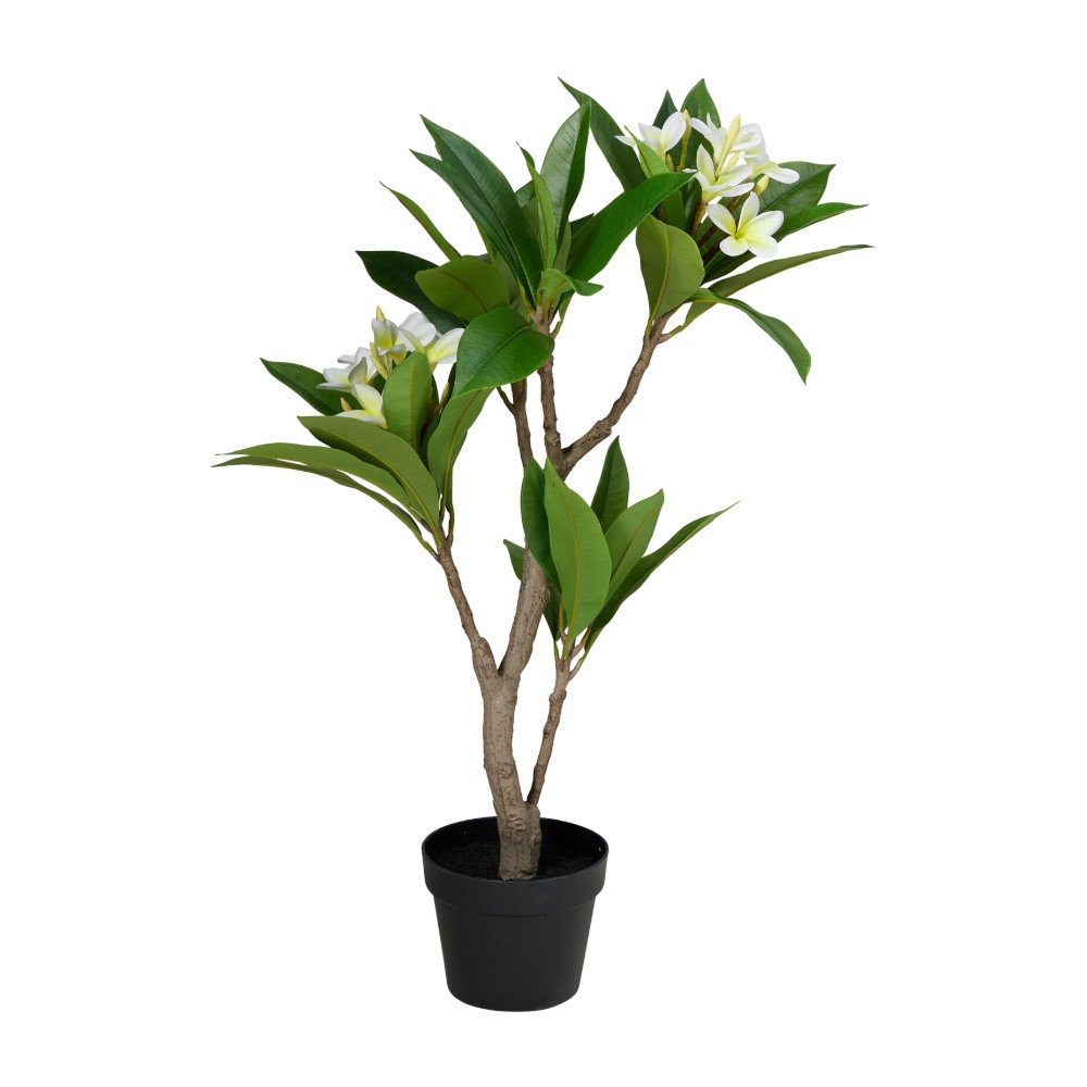 tree-in-pot-frangipani-90-m