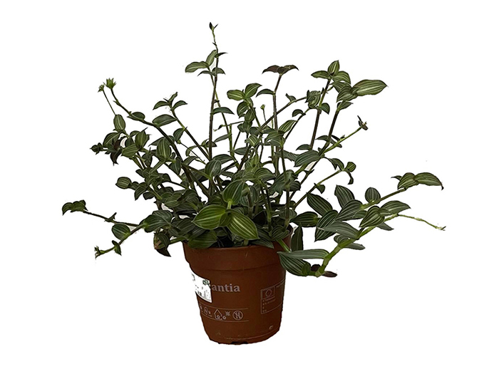 creeper-live-plant-in-plastic-pot