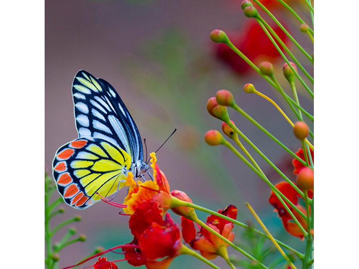 butterfly-side-profile-design-print-canvas-40-x-40-x-1-cm