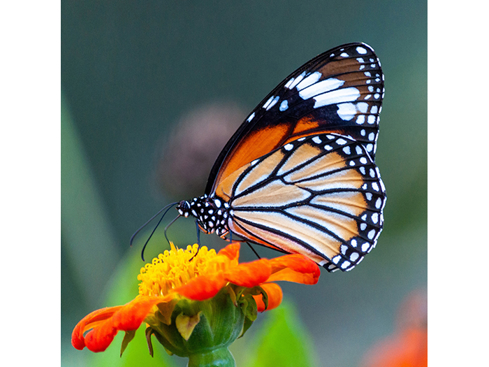 monarch-butterfly-on-flower-design-print-canvas-40cm-x-40cm