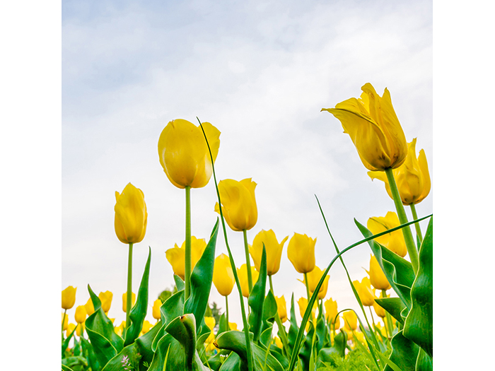 yellow-tulips-field-design-print-canvas-40-x-40-x-1-cm
