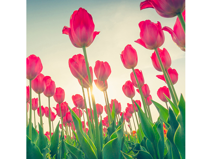 pink-tulips-field-design-print-canvas-40-x-40-x-1-cm