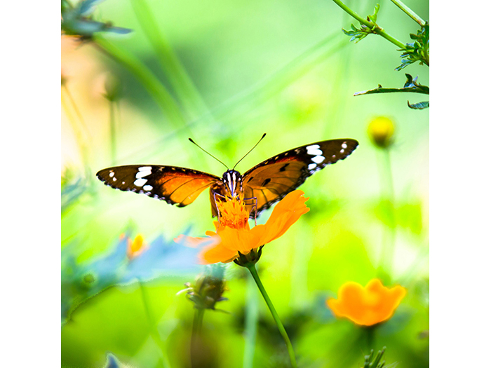 butterfly-in-flight-orange-design-print-canvas-40-x-40-x-1-cm