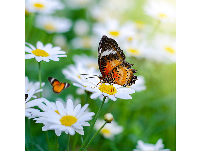 butterfly-on-daisy-print-canvas-40cm-x-40cm