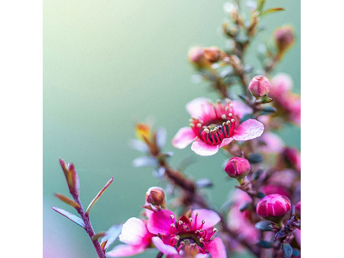 pink-flowers-close-up-design-print-canvas-50-x-50-x-3-cm