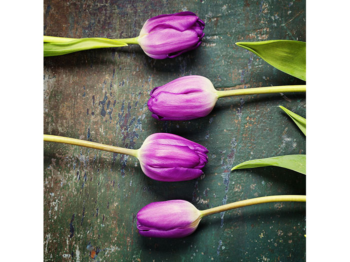 purple-tulips-design-print-canvas-50-x-50-x-3-cm