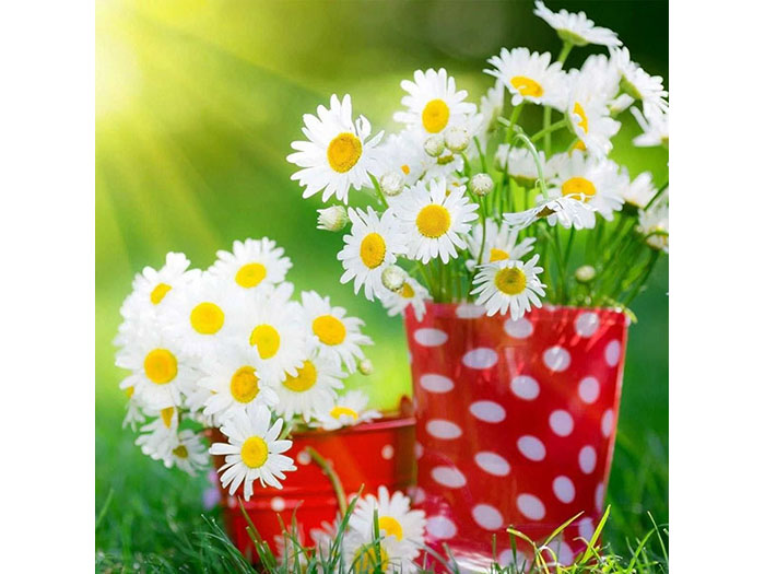 white-daisies-in-polka-dot-pot-design-print-canvas-50-x-50-x-3-cm