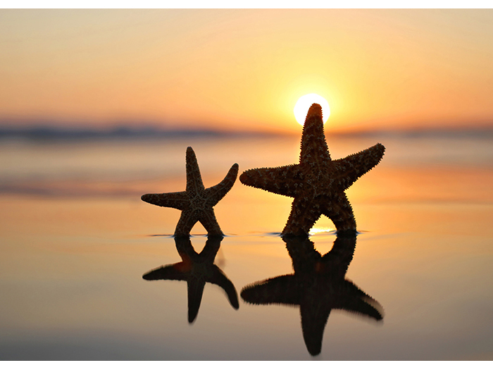 starfish-in-sunset-design-print-canvas-80cm-x-60cm-x-3cm
