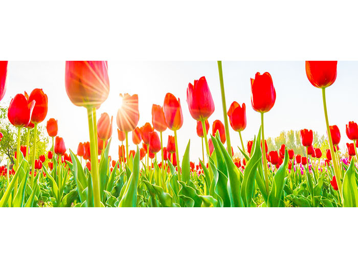 red-tulips-field-from-ground-view-design-print-canvas-110-x-38-x-3-cm