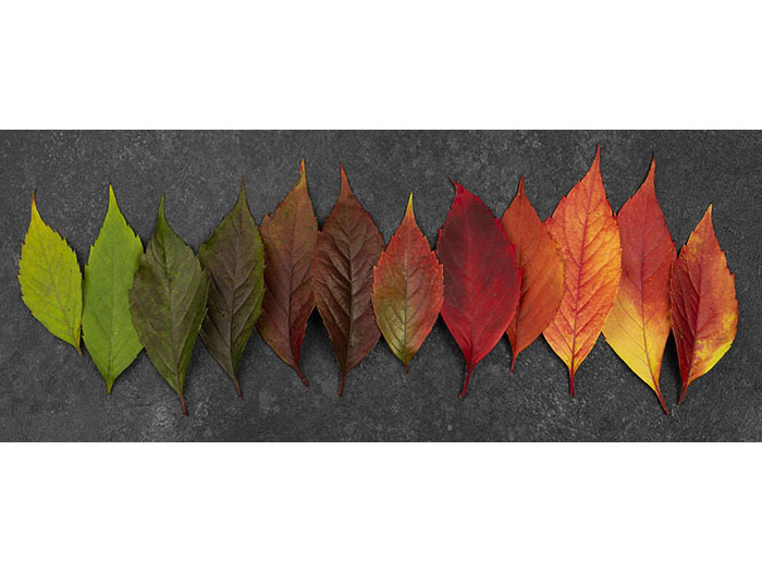 stages-of-life-of-leaves-design-print-canvas-110-x-38-x-3-cm