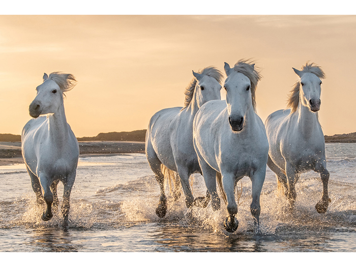 wild-running-horses-design-print-canvas-80cm-x-120cm-x-3cm