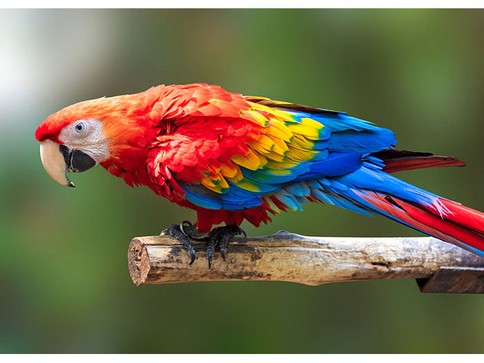 macaw-parrot-design-print-canvas-80-x-60-x-3-cm