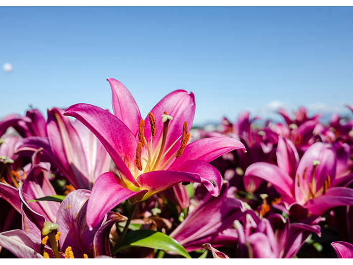 pink-amaryllis-flowers-in-fields-design-print-canvas-80-x-60-x-3-cm