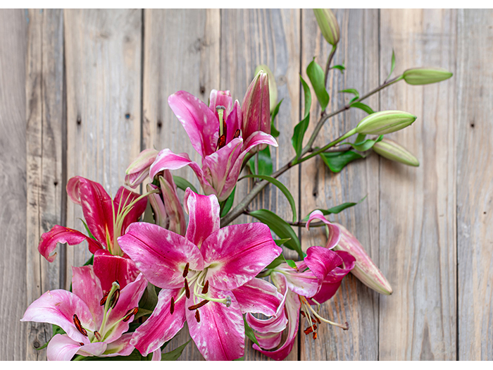 pink-amaryllis-flower-on-wooden-background-design-print-canvas-80-x-60-x-3-cm