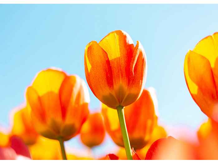 bright-orange-tulips-in-field-daylight-design-print-canvas-80cm-x-60cm-x-3cm