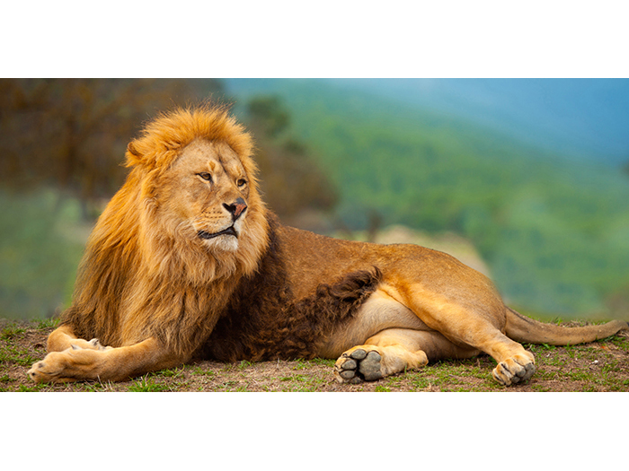 resting-african-lion-print-canvas-120-x-60-x-3-cm