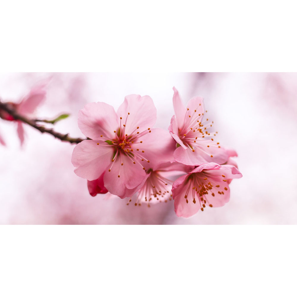 pink-cherry-blossom-flower-design-print-canvas-18cm-x-35cm-x-3cm