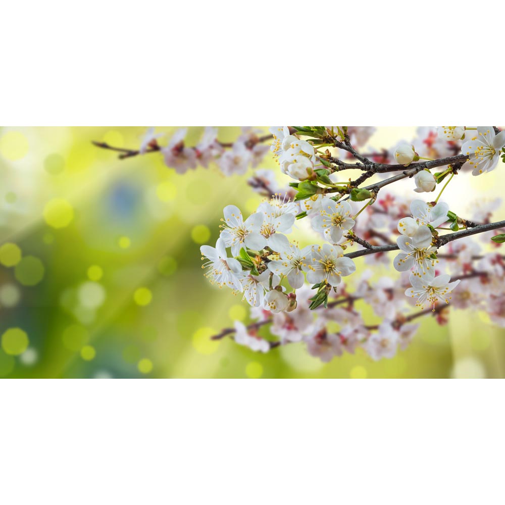 cherry-blossom-tree-design-print-canvas-50cm-x-100cm-x-3cm